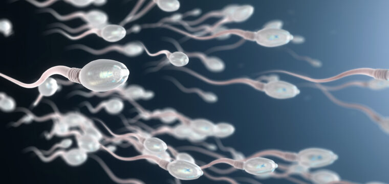 what happens to sperm after vasectomy sperm after vasectomy vasectomy procedure vasectomy and sperm sperm production after vasectomy